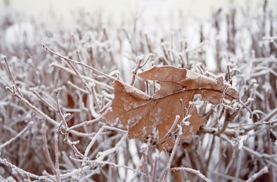 白雪覆盖的光秃秃的树上干燥的棕色叶子